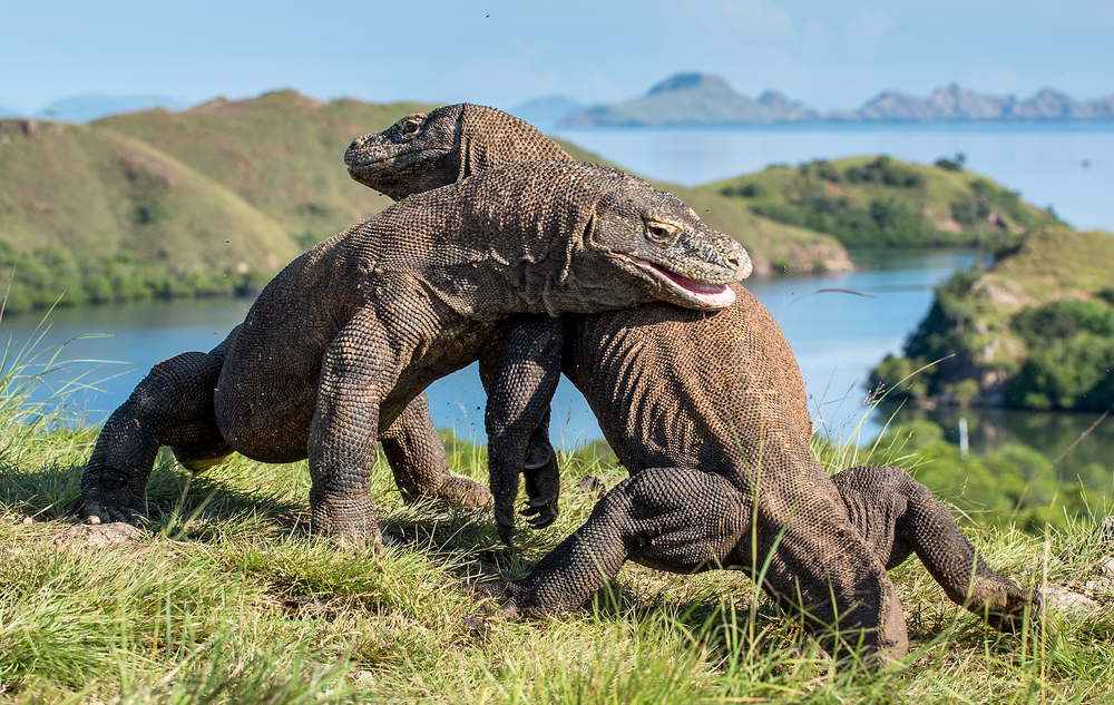 komodo